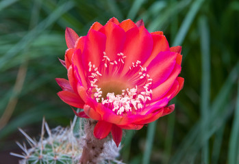 Wall Mural - Echinopsis Cassandra