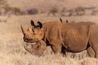 Pair of black rhinos side profile with oxpeckers.