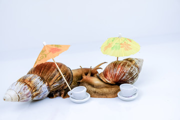 Closeup photography of a two giant snails in the Studio on a white glossy surface and blurred background with tea cups and umbrellas for cocktails on vacation