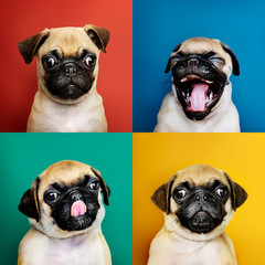 Wall Mural - Portrait set of an adorable pug puppy