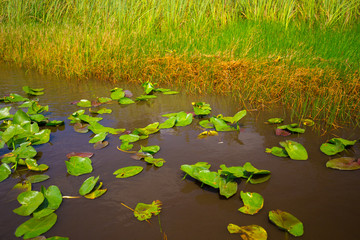 Wall Mural - Everglades National Park. Swamps of Florida. Big Cypress National Preserve. Florida. USA.