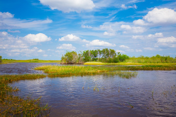 Wall Mural - Everglades National Park. Swamps of Florida. Big Cypress National Preserve. Florida. USA.