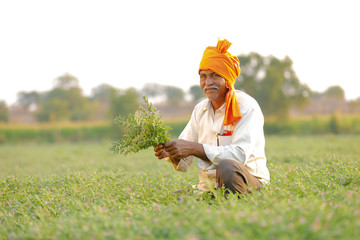 Poster - Indian farmer at the chickpea field, farmer showing chickpea plants