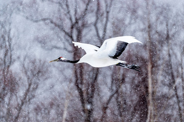 The Red-crowned Crane