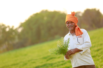 Indian farmer at the chickpea field, farmer showing chickpea plants