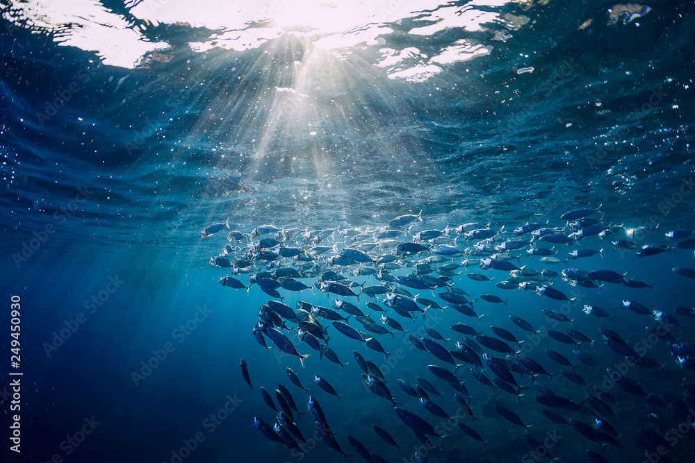 Underwater wild world with tuna fishes - obrazy, fototapety, plakaty 