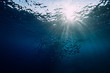 Underwater wild world with tuna school fishes and sun rays