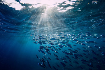 underwater wild world with tuna fishes