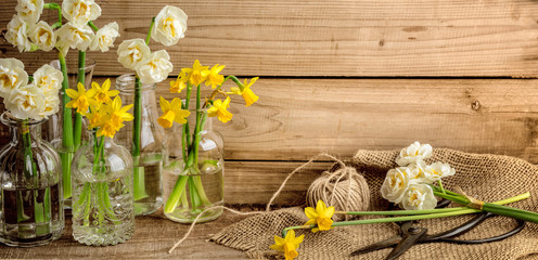 Wall Mural - narcissus flower