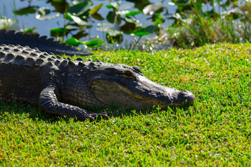 Wall Mural - Alligator head. Everglades National Park. Florida. USA. 