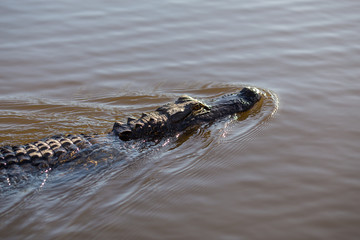 Wall Mural - Alligator head. Everglades National Park. Florida. USA. 