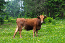 Red Cow Near The Wood