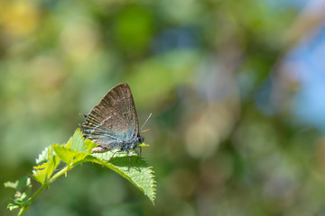 Lycaenidae / Güzel Sevbeni / / Satyrium spini