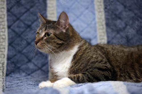Striped With White European Shorthair Cat Lying On A Sofa On A