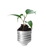 Green Plant Growing In Light Bulb Cap On White Background. Ecology Concept