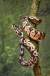 © alan1951 - A young royal python wrapped around a tree trunk with its head facing upwards