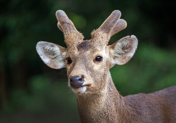 Poster - Face of Asian deer in the forest.