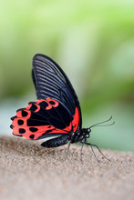 Tropical Butterfly Scarlet Mormon (Papilio Rumanzovia).Large Swallowtail Living In The Indonesia And Philippines.