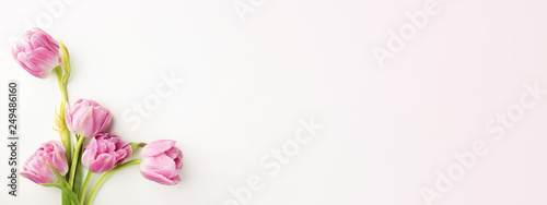 Pink tulips on white background with copy space Canvas Print