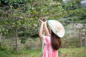 Young Asian woman picking passion fruit