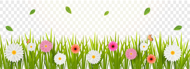 Wall Mural - gerbera daisy flowers decorated transparent background for hello spring concept.