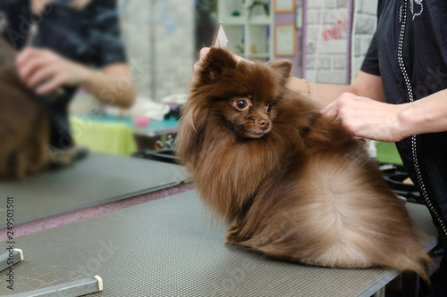 Pomeranian Hair Cut Dried And Combed After Shampooing Hair