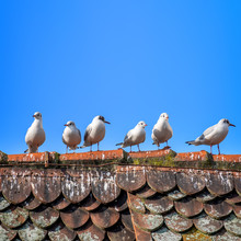 Six Seagulls On The Roof