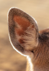 Poster - Ear of a deer in the park