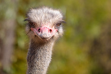 Portrait Of An Ostrich In The Park