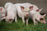 Fototapeta Zwierzęta - a little pigs graze on the farm