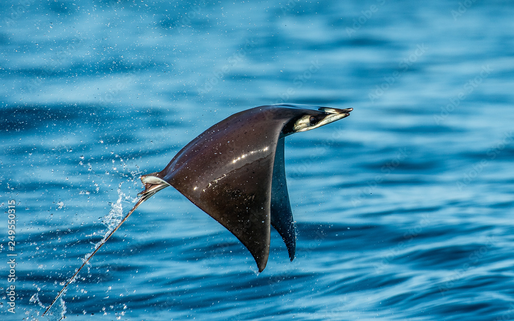 Devil Rays Flying Mobula ray jumping out of the water. Mobula munkiana, known as the ...