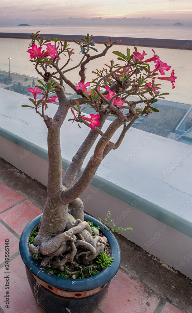 Adenium Arabic (Adenium arabicum) with red flowers, it is growing in a pot  as a bonsai Stock Photo | Adobe Stock
