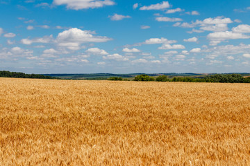 Field of ripe golden wheat