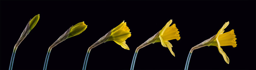 Sequence of Daffodil blooming against a black Background