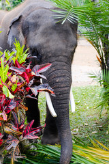 Wall Mural - Elephant in safari park 