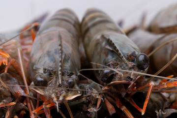 Tiger prawns. Close-up of two fresh raw shrimps with the focus on the heads. Macro. Healthy food.