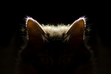 Cat Ears,cat In The Dark
