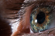 © Ulia Koltyrina - Human eye close-up, macro. Beautiful iris and the pupil of the eye, healthy vision and identity