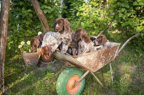 Cute German Shorthaired Pointer Puppy On Vintage Country Side