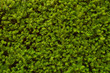 Hedge. An image of a very decorative wall consisting of thousands of green yew branches.