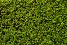 Hedge. An Image Of A Very Decorative Wall Consisting Of Thousands Of Green Yew Branches.