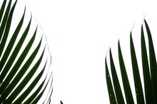 Tropical Coconut Leaves On White Isolated Background For Green Foliage Backdrop 