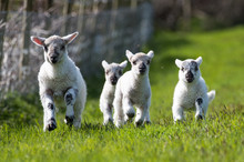 Several Lambs Race Towards The Camera In Their Grass Meadow Field