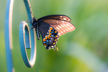 Backlight Red Spotted Purple Butterfly