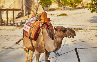 Wall Mural - Camel with saddle used for tourist riding