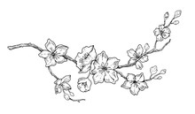 Cherry Flower Blossom, Botanical Art. Spring Almond, Sakura, Apple Tree Branch, Hand Draw Doodle Vector Illustration. Cute Black Ink Art, Isolated On White Background. Realistic Floral Bloom Sketch.