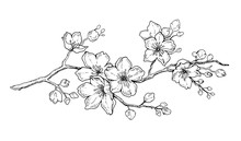 Cherry Flower Blossom, Botanical Art. Spring Almond, Sakura, Apple Tree Branch, Hand Draw Doodle Vector Illustration. Cute Black Ink Art, Isolated On White Background. Realistic Floral Bloom Sketch.