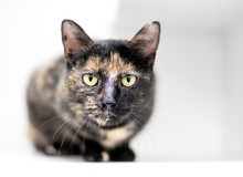 A Tortoiseshell Domestic Shorthair Cat In A Crouched Position Looking Directly At The Camera