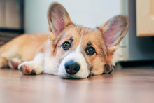 Cute Little Redhead Corgi Puppy Is Lying On The Floor And Looking Dreamy And With Sad Eyes
