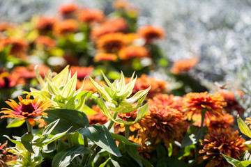 Wall Mural - Zinnia elegans, beautiful flowers in the garden